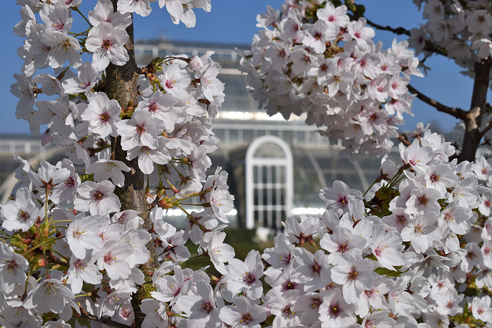 RCM composition students create bespoke soundscape for Kew Gardens spring festival