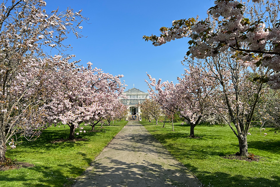 Sounds of Blossom: Royal College of Music and Kew Gardens unite once again for musical celebration of spring